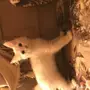 قط شيرازي صغير للبيع