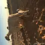 شاه نجديه والد
