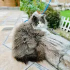 البحث عن قطه مفقوده ضائعة