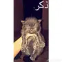 قطط للبيع
