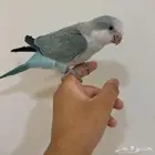ببغاء كويكر مفقود الرس حي الشفاء