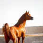 خيل - عندي سوال وابي الي