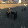 معزا خلفات 4 معها 6 وحده معها 3 