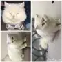 بيرشن للتزاوج 
