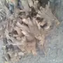 حطب كايف