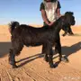 فحل عارضي اسود 