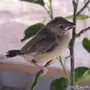فروخ جاوا (إنتاج مزرعة الغالية)