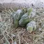 أربع فروخ روز (إنتاج مزرعة الغالية)