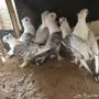 مزاد مزاد مزاد 3 ازواج حب الرمان مفصفص