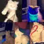 قط شيرازي للبيع