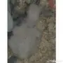 فرخ كاسكو إنتاج محلي المدينة المنورة