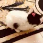 قطة رومي 200 ريال