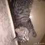 قطه مفقوده 