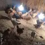 دجاج بلدي عمر شهرين للبيع