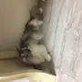قط امريكي مريش انثى اليفه