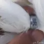 ذكر شماسي خارجي 