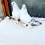 جوز منقا 