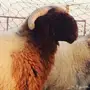 جذع نعيم صنف 