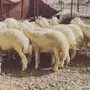طليان كفو للبيع 