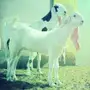 مشروع فحل كايف على الجارف