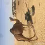 خلفه حمراء ساحليه مزيونه