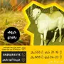 عرض خاص على أجود الأغنام 