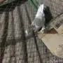 حمام للبيع