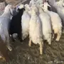 طليان ورخال  للبيع بسعار مناسبة 