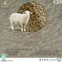  Al Khumasia Sheep Feed Available at ArabianG