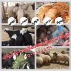 للبيع ذبايح برية نعيمي لباني ونجد وتيوس بلدي