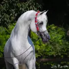 عسف خيل إيواء للخيول العربية الاصيله 