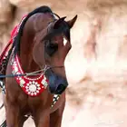 ايواء خيل اسطبل تبوك 
