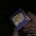 عكوس جبنة البقرة الضاحكة قديمة