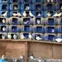 حمام باكستاني 