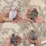 فروخ (غر) لهواة الهدد