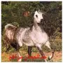 الجوف -       فرس واهو