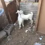 تيسين لبنيه 