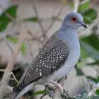 يمام ماسي ملكي