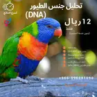 خدمة تحليل الطيور (تحليل DNA)