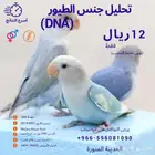 تحديد جنس الطيور- النتيجة خلال 10 ايام