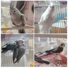 زوج كروان وزوج روز انثى كروان