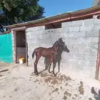 مهر شعبي