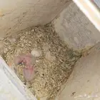 متوفر ازوج روز منتجه بفروخها