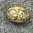 ثمرة عود الصليب