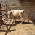 للبيع بقره بكر
