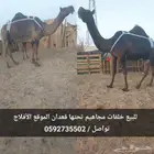 خلفات مجاهيم كفوو