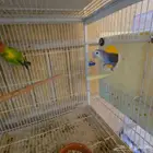 زوج روز مع 3 فروخ