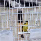 ذكز موزنبيقي مغرد تم البيع