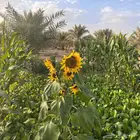 منتجع ريفي للايجار اليومي شمال الرياض