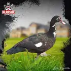 بح بشاير توه بادي يبيض